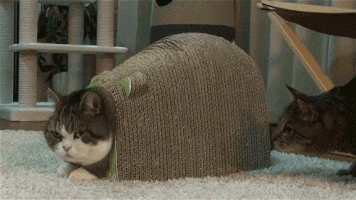 GIF - 1.4 Mo